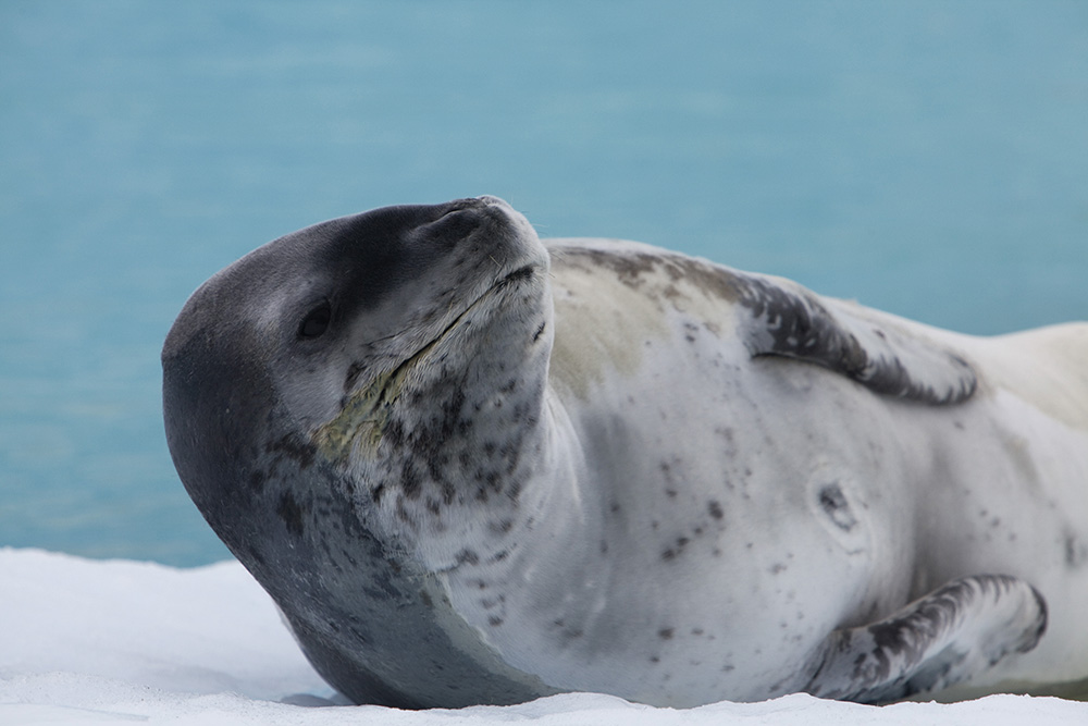 Close up on the fluffy face of a fearsome leopard seal at rest on an ice floe
