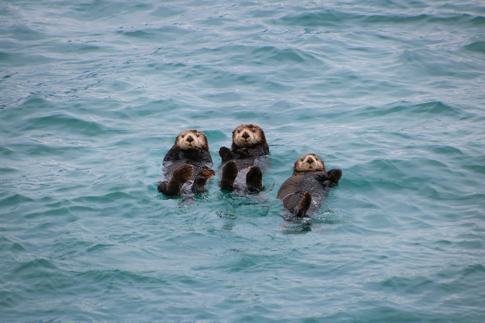 Three otters floating in the sea off Alaska