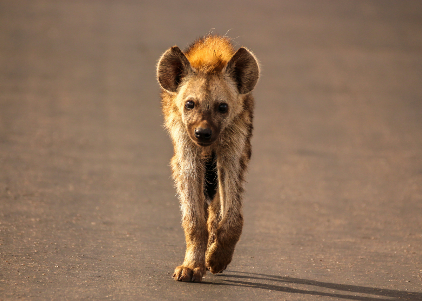 a fluffy lone hyena's fur glows in the South African sun as it lopes down a dirt road