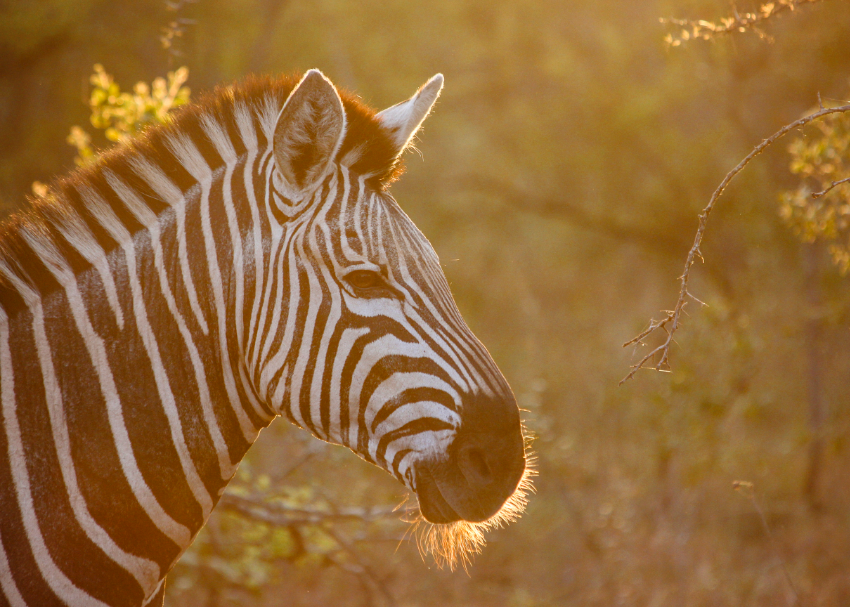 a beautiful striped zebra glows in the golden hour sun of South Africa